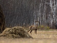 В Нижегородской области открывается сезон охоты на косулю и бобра