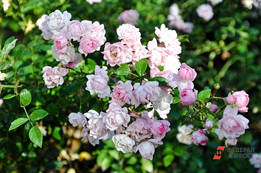 Налог вырос в 350 раз: ставропольский Ботанический сад может потерять землю из-за переоценки