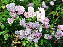 Налог вырос в 350 раз: ставропольский Ботанический сад может потерять землю из-за переоценки