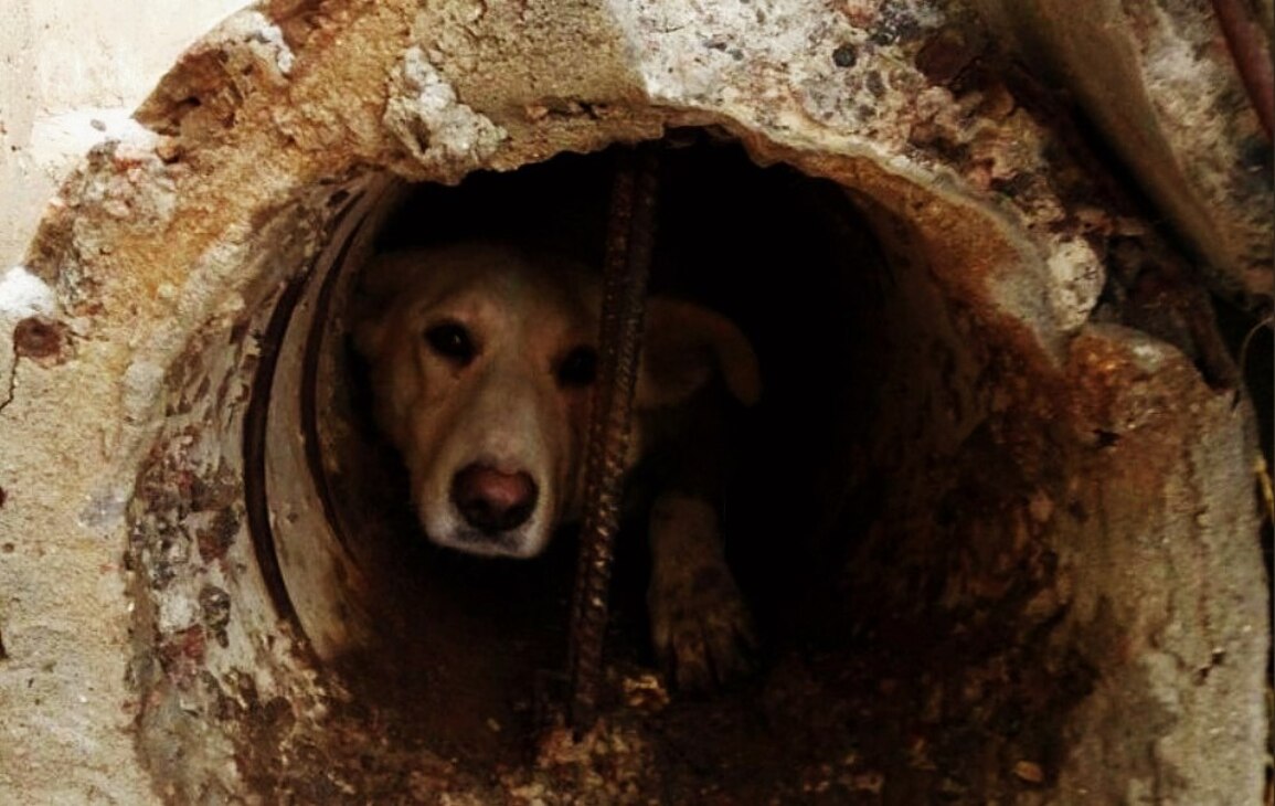 Собака люк. Собака в канализационном люке. Собака застрявшая в стволе дерева.
