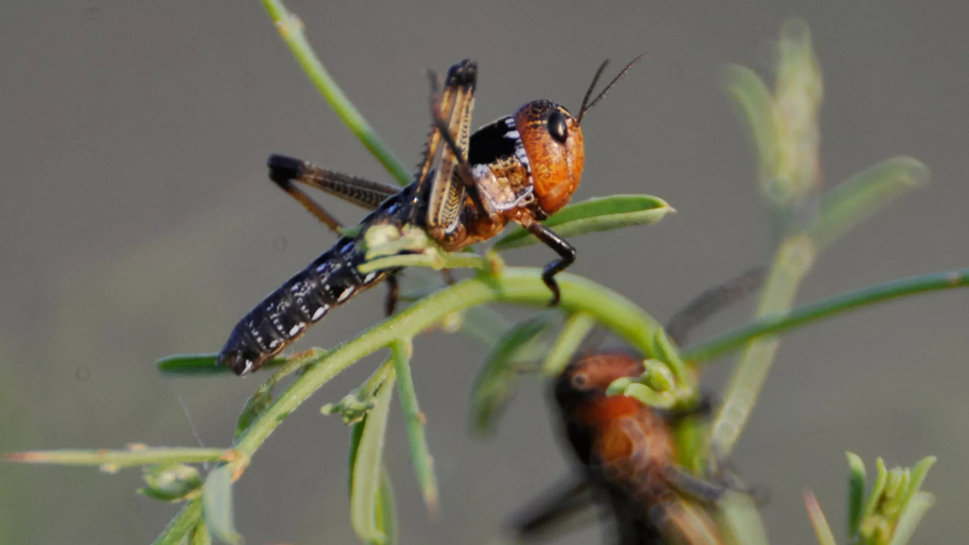 Нашествие саранчи на Украине дошло до Киева