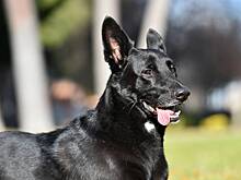 Собака защитила семью от разъяренного быка ценой клыка