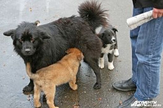 На полигоне ТБО под Космодемьянском устроят массовый отлов бездомных собак