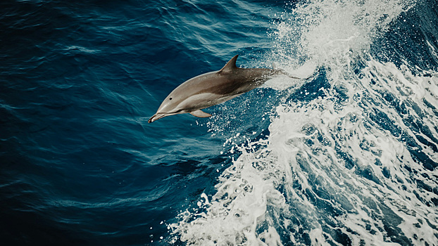 Дельфин с необычным окрасом обнаружен у берегов Австралии