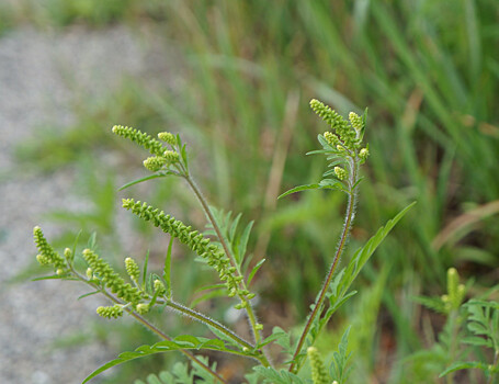 Гены помогли амброзии покорить Европу