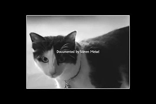 Коты сыграли главную роль в новом рекламном ролике Givenchy