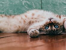 Ученые опровергли распространенные мифы о кошках