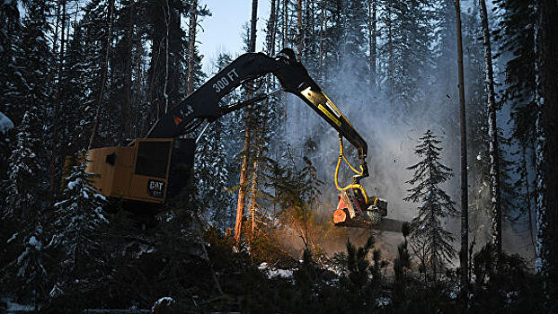 WWF запустил платформу по сохранению лесов в России