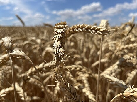 «Акрон» представил результаты агроопытов на семинаре в Твери