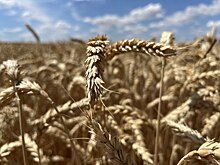 «Акрон» представил результаты агроопытов на семинаре в Твери