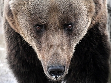 Медведи затерроризировали село в Дагестане