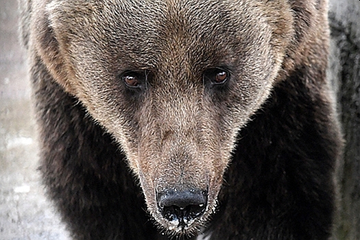 Медведи затерроризировали село в Дагестане