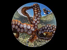 Названы победители конкурса подводной фотографии Ocean Art