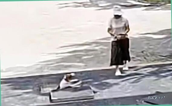 Операцию по вызволению собаки из колодца провели на китайской магистрали