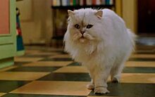 Тест на внимательность «Угадайте фильм по кадру с котом»: Справятся не все, а только те, кто любит кино и кошек