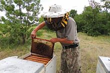 Пчеловод из Муромцево Омской области поедет в Башкирию на конкурс