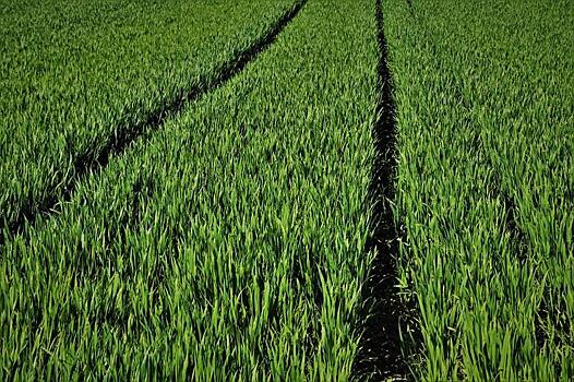Биозащита пшеницы будет опираться на почвы, подавляющие болезни