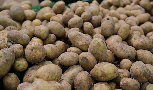Волгоградских огородников предупредили об опасности импортного картофеля
