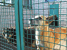 Хвостатые сепаратисты: Опыт человечности в городе, где идет война