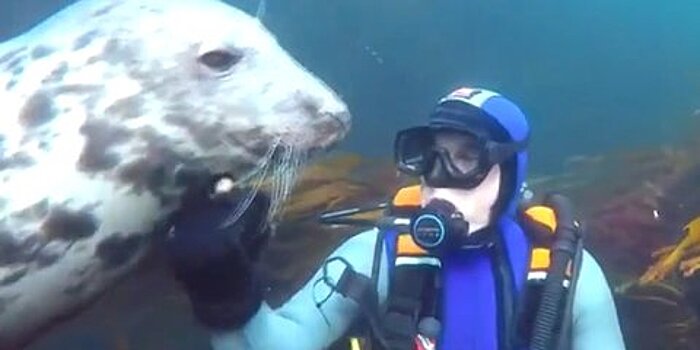 Дайвер из Британии показал дружелюбного тюленя