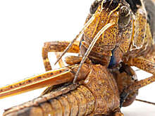 PNAS: личинки саранчи появляются на свет с запасом еды в организме