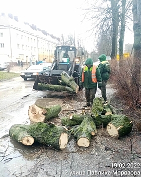Почти 100 деревьев упало на дороги Калининградской области за выходные
