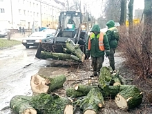 Почти 100 деревьев упало на дороги Калининградской области за выходные