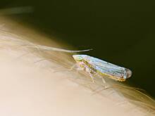 Укус мошки: как выглядит и чем лечить