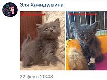 Самарцы просят наказать владелицу зоогостиницы, в которой погибли 40 кошек и собак