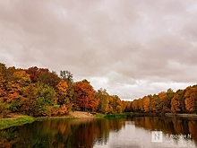 Около 750 деревьев могут вырубить у Щелоковского хутора для коттеджей