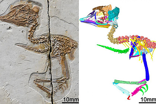 Крошечная птица оказалась ближайшей родственницей тираннозавра рекса