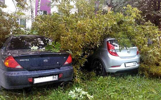 В Новомичуринске ветка клёна повредила два автомобиля
