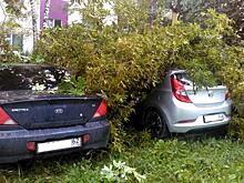 В Новомичуринске ветка клёна повредила два автомобиля