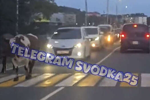 В Приморье на видео попало, как коровы перегородили движение автомобилям