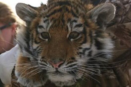 Тигрица Филиппа из Приморья готовится вернуться в дикую природу