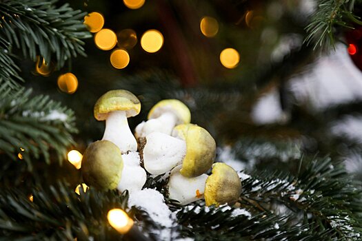 Каширян приглашают окунуться в атмосферу Нового года и Рождества