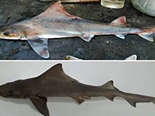 В Папуа-Новой Гвинее поймали редчайшую акулу, ее видели лишь раз 50 лет назад