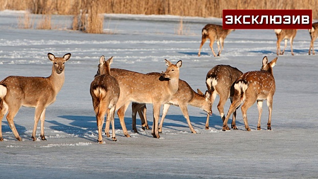 Браконьеры или собаки: что стало причиной гибели оленей в парке «Лосиный остров»