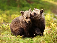 Уральский зоозащитник приютил осиротевших медвежат из Башкирии