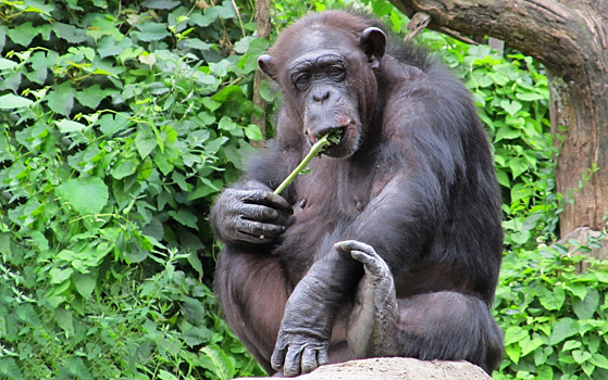 Саванные шимпанзе любят плоды пожестче