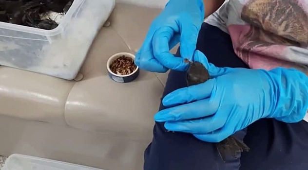 Орнитологи из Сокольников спасли брошенных родителями стрижей