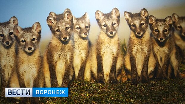 В Воронеже открылась крупная международная фотовыставка, посвящённая дикой природе