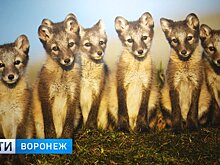 В Воронеже открылась крупная международная фотовыставка, посвящённая дикой природе