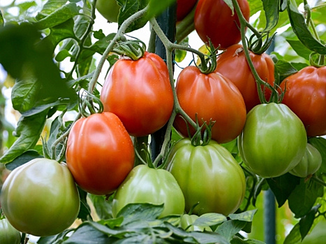 Сорта и гибриды томатов для теплицы: какие самые урожайные и беспроблемные