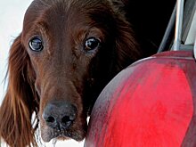 Кошек, собак и хомяка нашли в машинах нарушителей правил парковки в Москве с начала года