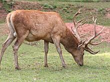 В Брянской области фотоловушка поймала благородного оленя