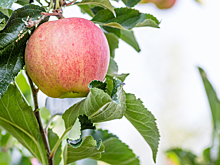 Сезон продаж яблок Gala начался с низких цен