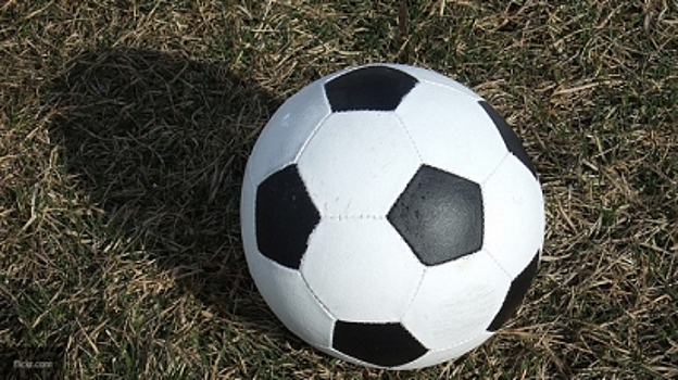 Лондонские ученые научили шмелей игре в футбол
