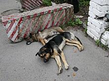 «Не делайте бродяжкам кормушек!» Как в Красноярске решают проблему бездомных псов