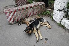 «Не делайте бродяжкам кормушек!» Как в Красноярске решают проблему бездомных псов